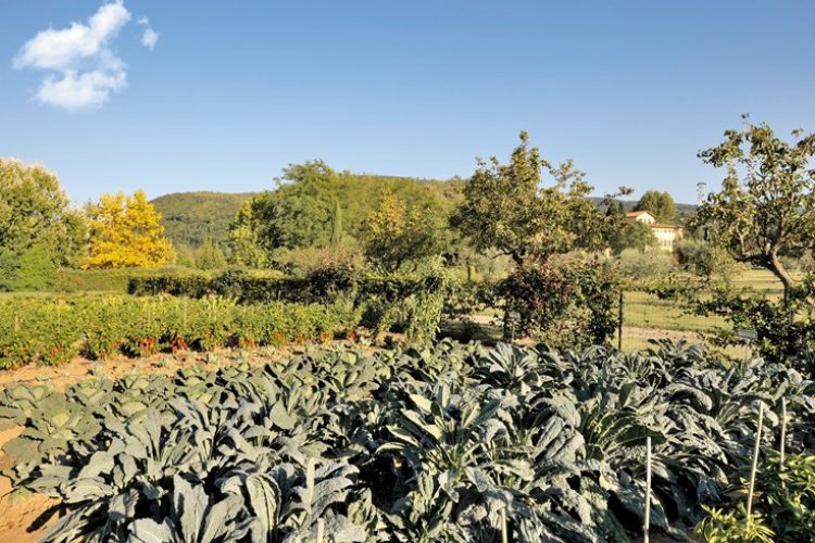 Organic Garden at Villa La Massa